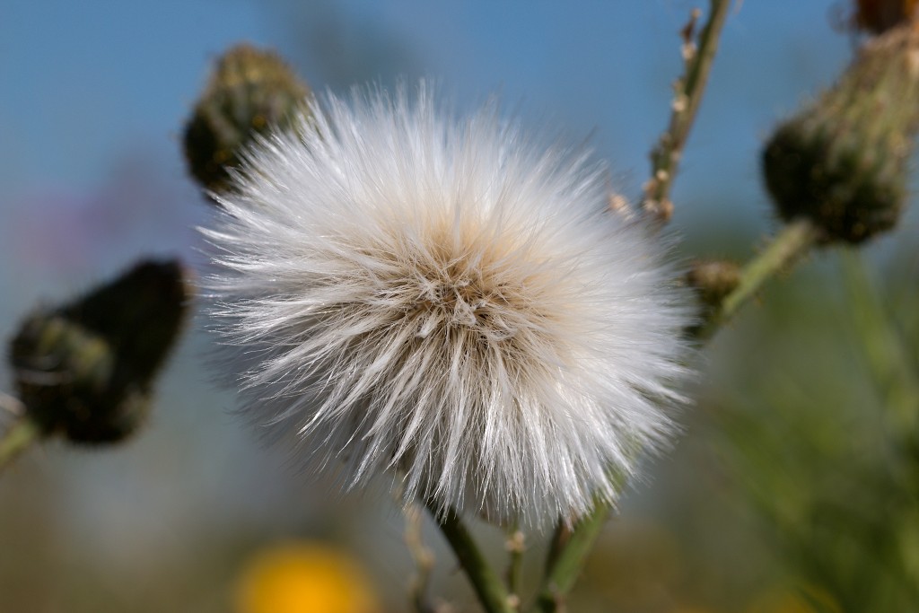bloemen bloem hdr natuur flora roos rozen tulp tulpen orchidee orchideeen zonnebloem geranium cannabis marihuana wiet hennep sativa indica